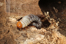 hausbock larve